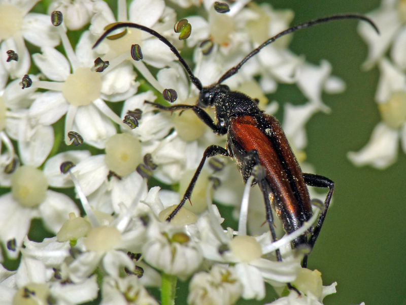 Cerambicidi